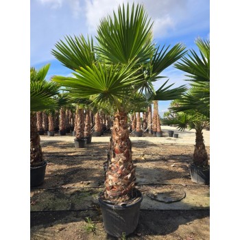 Washingtonia robusta tronco 100/120 CT -5º/-8º
